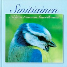 Sinitiainen Neljän tuuman hurrikaani