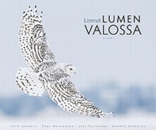 Linnut lumen valossa