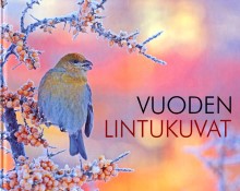 Vuoden lintukuvat Koskimies